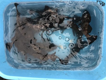 リトルワン 釣果