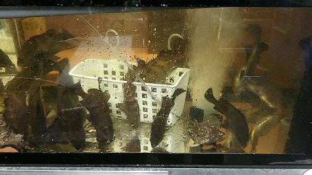 リトルワン 釣果