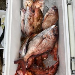 リトルワン 釣果