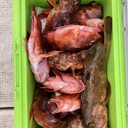 リトルワン 釣果