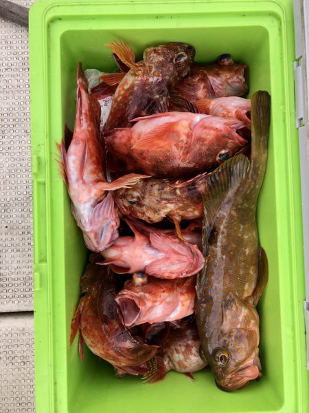 リトルワン 釣果