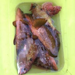 リトルワン 釣果