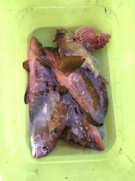 リトルワン 釣果