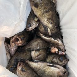 リトルワン 釣果