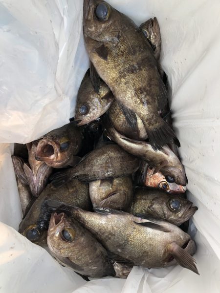 リトルワン 釣果