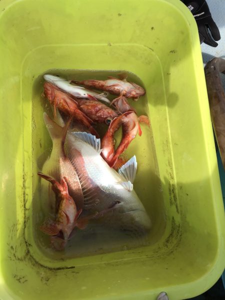 リトルワン 釣果