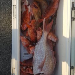 リトルワン 釣果