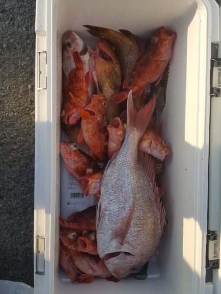 リトルワン 釣果