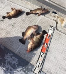 シーモンキー 釣果