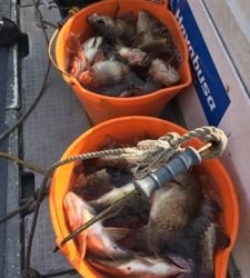 シーモンキー 釣果