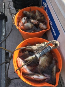 シーモンキー 釣果