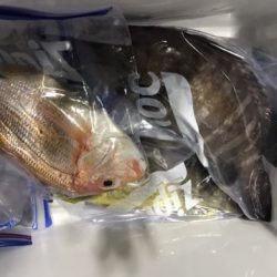 たいし丸 釣果