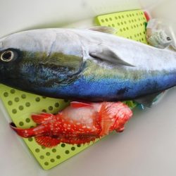 海晴丸 釣果