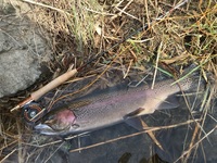 秩父フライフィールド 釣果