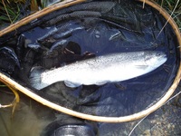 秩父フライフィールド 釣果