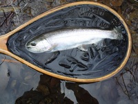 秩父フライフィールド 釣果