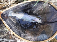 秩父フライフィールド 釣果