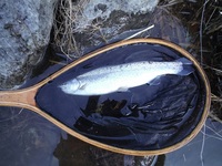 秩父フライフィールド 釣果