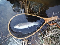 秩父フライフィールド 釣果