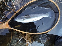 秩父フライフィールド 釣果