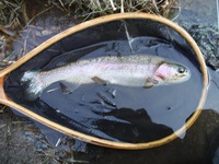 秩父フライフィールド 釣果