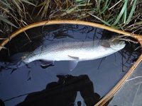 秩父フライフィールド 釣果