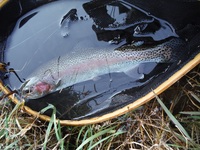 秩父フライフィールド 釣果