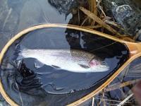 秩父フライフィールド 釣果