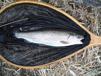 秩父フライフィールド 釣果