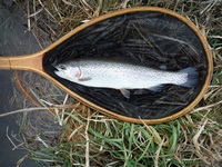 秩父フライフィールド 釣果