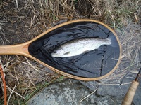 秩父フライフィールド 釣果