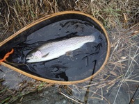 秩父フライフィールド 釣果