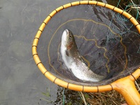 秩父フライフィールド 釣果