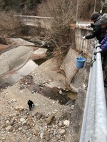 秩父フライフィールド 釣果