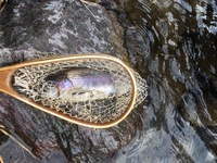 秩父フライフィールド 釣果