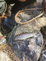 秩父フライフィールド 釣果