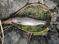 秩父フライフィールド 釣果