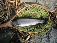 秩父フライフィールド 釣果