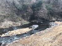 秩父フライフィールド 釣果