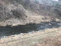 秩父フライフィールド 釣果