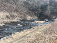 秩父フライフィールド 釣果