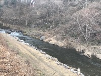 秩父フライフィールド 釣果