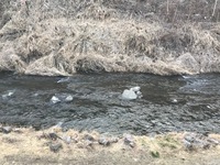 秩父フライフィールド 釣果