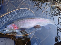 秩父フライフィールド 釣果