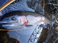 秩父フライフィールド 釣果