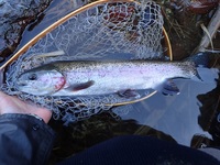 秩父フライフィールド 釣果