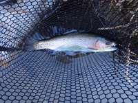 秩父フライフィールド 釣果