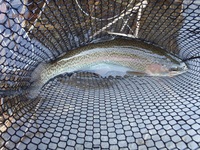 秩父フライフィールド 釣果