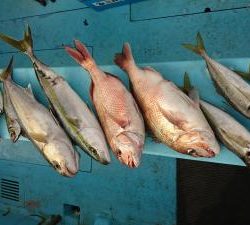 はじめ丸 釣果