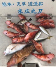 末広丸(熊本) 釣果